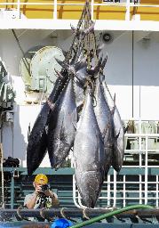 <p>　鳥取県の境港で水揚げされるクロマグロ</p>