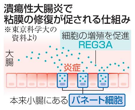 <p>　潰瘍性大腸炎で粘膜の修復が促される仕組み</p>