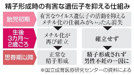 <p>　精子形成時の有害な遺伝子を抑える仕組み</p>