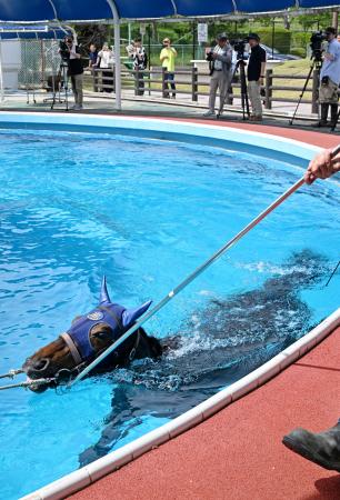 <p>　福島県いわき市のＪＲＡ競走馬リハビリテーションセンターで泳ぐ馬＝２７日午後</p>