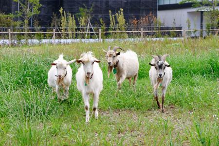 <p>　千葉大のキャンパスで放し飼いされているヤギ＝１１日、千葉市</p>
