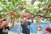 おいしそう！手伸ばし豊作に笑顔　学校で梨収穫　いすみ・古沢小３年生