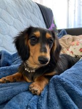 一頭一頭の個性理解を　犬コミュニケーション　堀田　素愛　【わんこのわ】（３４）