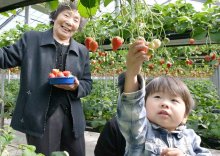 甘～い旬の味に舌鼓　東庄でイチゴ狩り最盛期、家族連れら楽しむ