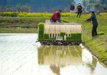 「いすみ米」早くも田植え　春分の日を前に