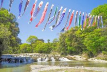 滝の上空にこいのぼり３０匹　新緑の中、風にそよぐ　大多喜