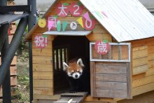 風太２０歳でお誕生会　好物で作ったケーキ贈呈、ファン４００人も祝福　立ち姿でブーム　千葉市動物公園
