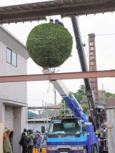 新酒できました　完成告げる巨大「酒林」５００キロ登場　いすみ・木戸泉酒造の正門