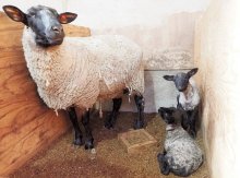 ヒツジ出産期、双子すくすく　富津・マザー牧場で続々誕生