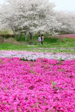 シバザクラ１０万株　桜と共演　千葉市若葉区　富田さとにわ耕園