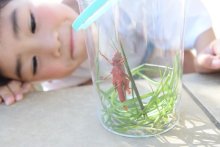 千葉市の５歳児が発見　真っ赤なバッタ捕まえた！　専門家「見たことない色」　【ちば特　千葉日報特報部】