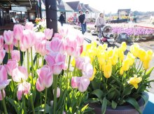 菜の花、チューリップ、ストック　春の彩り一面に　袖ケ浦・東京ドイツ村