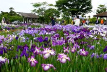 色鮮やかハナショウブ　旭市・川口沼親水公園