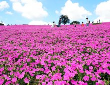 「桃色吐息」鮮やか夏景色　富津・マザー牧場