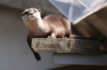 コツメカワウソ「マロン」天国へ　市川市動植物園の人気者
