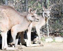 これから大きくなるよ　オオカンガルー「モニ」展示始まる　千葉市動物公園
