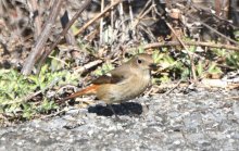 ジョウビタキ　秋の季語、色鳥の代表格　成田篤彦　【房総の草木虫魚】（４６２）