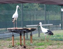 愛称「カナタ」に　野田のコウノトリ　「ミライ」とペアの雄