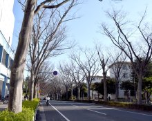 危険な猛暑、街路樹で防ぐ　過度な剪定やめ樹冠拡大を　熱中症死者５年で７５００人　千葉大名誉教授　藤井英二郎さん