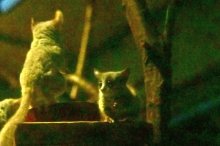 赤ちゃんすくすく　ショウガラゴ、アカテタマリン　千葉市動物公園