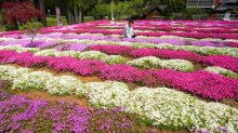 シバザクラ、里山に彩り　森川さん手がける　匝瑳