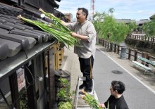 「菖蒲葺き」で無病息災　強い香りで邪気払い　香取・佐原地区