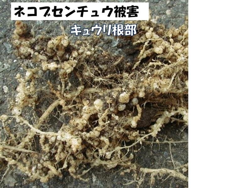 発育早く、強い繁殖力　種類により異なる防除　害虫３　風間龍夫　【野菜レッスン】（１２６）