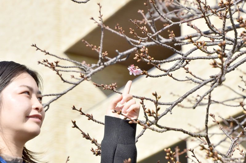 開花した役場本庁舎前の「頼朝桜」＝２６日、鋸南町