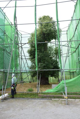 ７月１５日まで特別公開されている記念樹のクスノキ＝旭市
