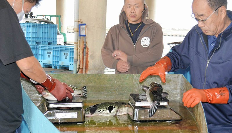 トラフグ初水揚げ　今年も２２６キロの豊漁　いすみ大原漁港