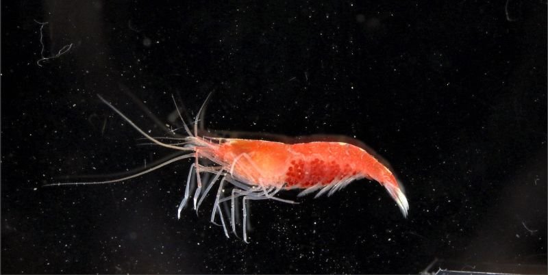 丸いうちわのような「手」　新種のエビ　福井・若狭湾で発見　千葉県立中央博、駒井さんら
