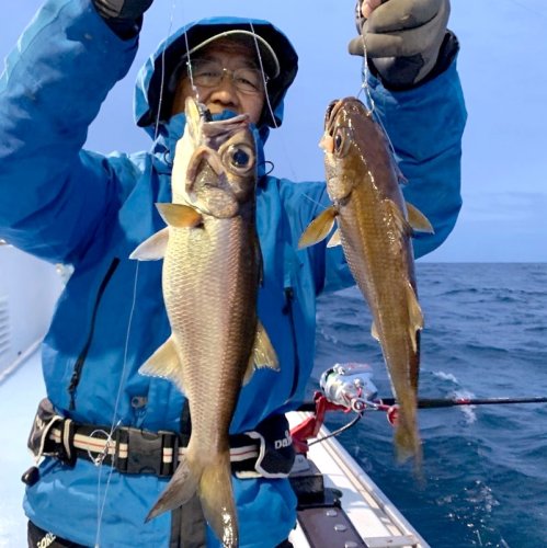 洲崎南老沖で釣り上げたクロムツ（写真は「萬栄丸」提供）