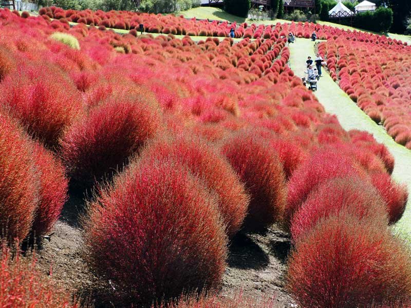真っ赤に色づいたマザー牧場のコキア＝１７日、富津市