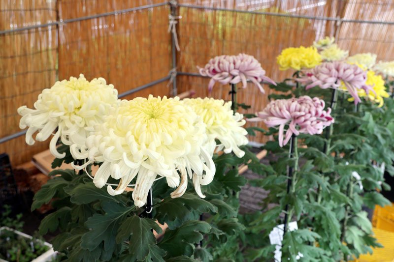 手塩にかけて育てられた色鮮やかな菊花＝山武市
