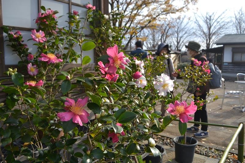 甘い香り苑内包む　サザンカ１４０種展示、色鮮やか　佐倉・歴博