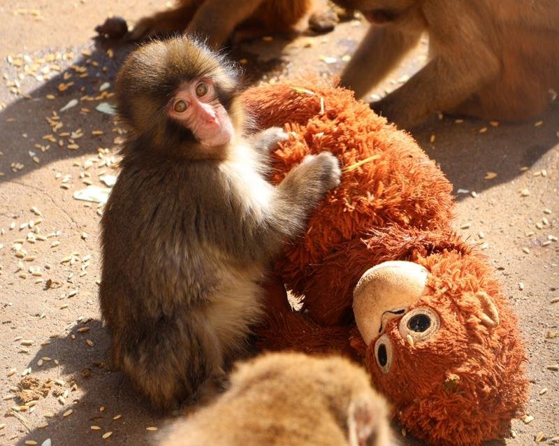 ぬいぐるみを持ったニホンザルのパンチ（市川市動植物園提供）