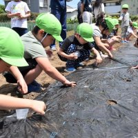 いっぱい育ってね　落花生の種まき体験　銚子　東光保育園