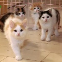 【猫の名前ランキング】「ムギ」がＶ３　オスは「レオ」メスは「ココ」１位