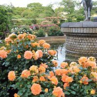 華やかバラ７００株　市川・里見公園