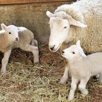 ヒツジの赤ちゃん次々誕生　マザー牧場で出産ラッシュ　体重測定イベント、記念写真も　富津