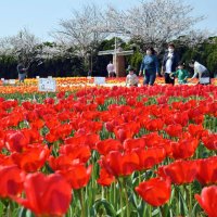 匝瑳でチューリップ見頃　色とりどり６万本　２日からは祭り開催