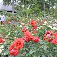 ２５００株のバラが咲き誇る佐倉草ぶえの丘のバラ園＝佐倉市
