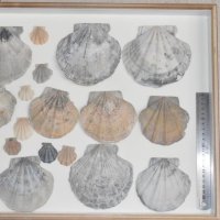 トウキョウホタテの化石の数々＝銚子市ジオパーク・芸術センター
