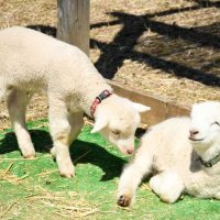 成田ゆめ牧場で３月に生まれたばかりのヒツジの双子の赤ちゃん＝２２日、成田市