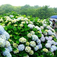 【速報】関東甲信地方が梅雨入り　平年より３日遅く　傘を差しアジサイ楽しむ人の姿も
