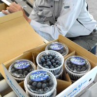 濃青で大粒　品質良好　いすみで、ブルーベリー出荷査定会