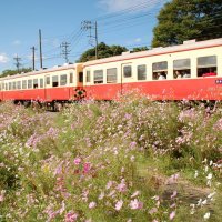 車窓から色とりどりのコスモスを楽しむ小湊鉄道の乗客＝１７日、市原市西広