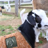 かわいらしい姿を見せる成田ゆめ牧場の子ヤギ＝２０日、成田市