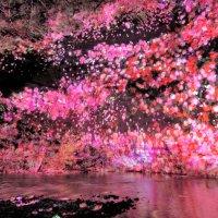 夜の養老渓谷アート空間に　「チームラボ」が野外展　断崖や木々、幻想的に