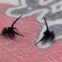 前脚を広げて威嚇し合うフンチ
